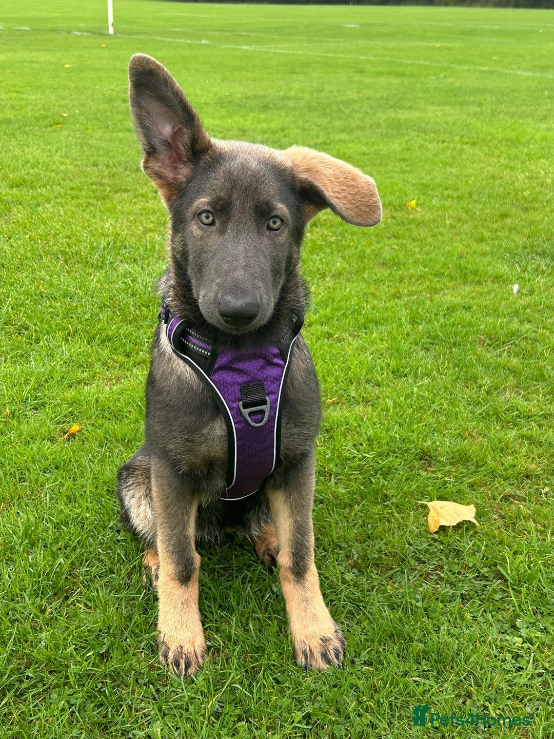 German Shepherd dogs for stud: PROVEN KC REG STRAIGHT BACK BLUE BICOLOUR in Redditch - Image 29