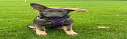German Shepherd dogs for stud: PROVEN KC REG STRAIGHT BACK BLUE BICOLOUR in Redditch - Advert 29