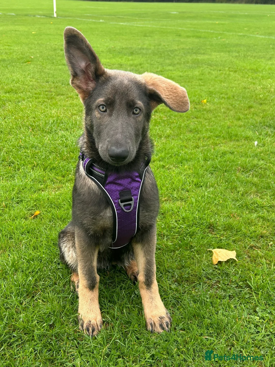 German Shepherd dogs for stud: PROVEN KC REG STRAIGHT BACK BLUE BICOLOUR in Redditch - Advert 29
