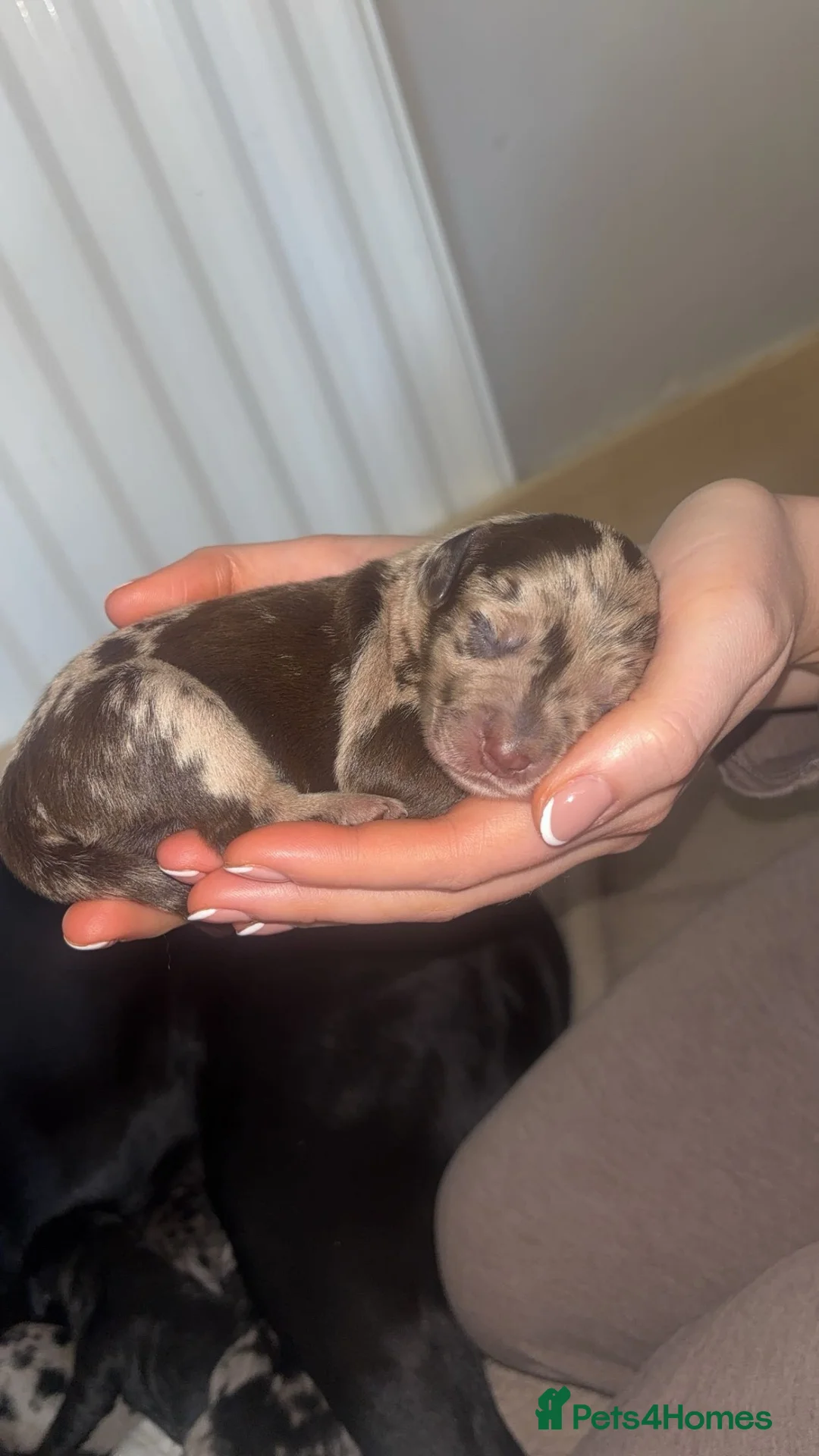 Labradoodle dogs for sale: Brown Merle labrdoodle - Advert 2