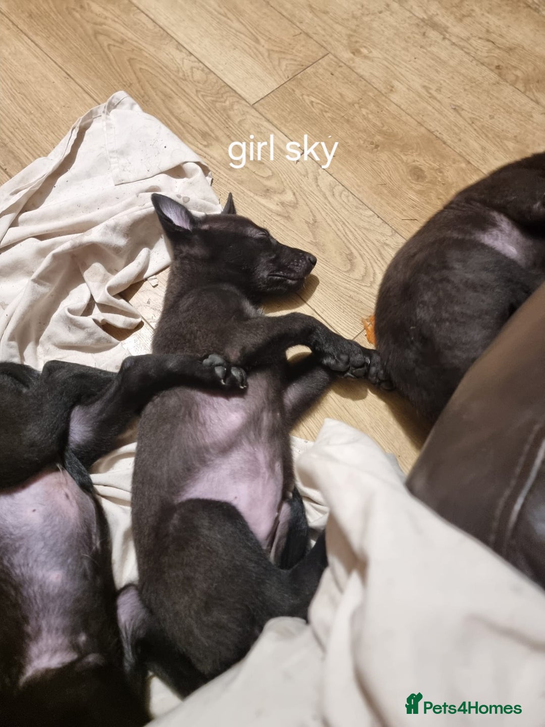 Belgian Shepherd Dog dogs for sale: BELGIAN MALINOIS PUPPIES  - Image 3