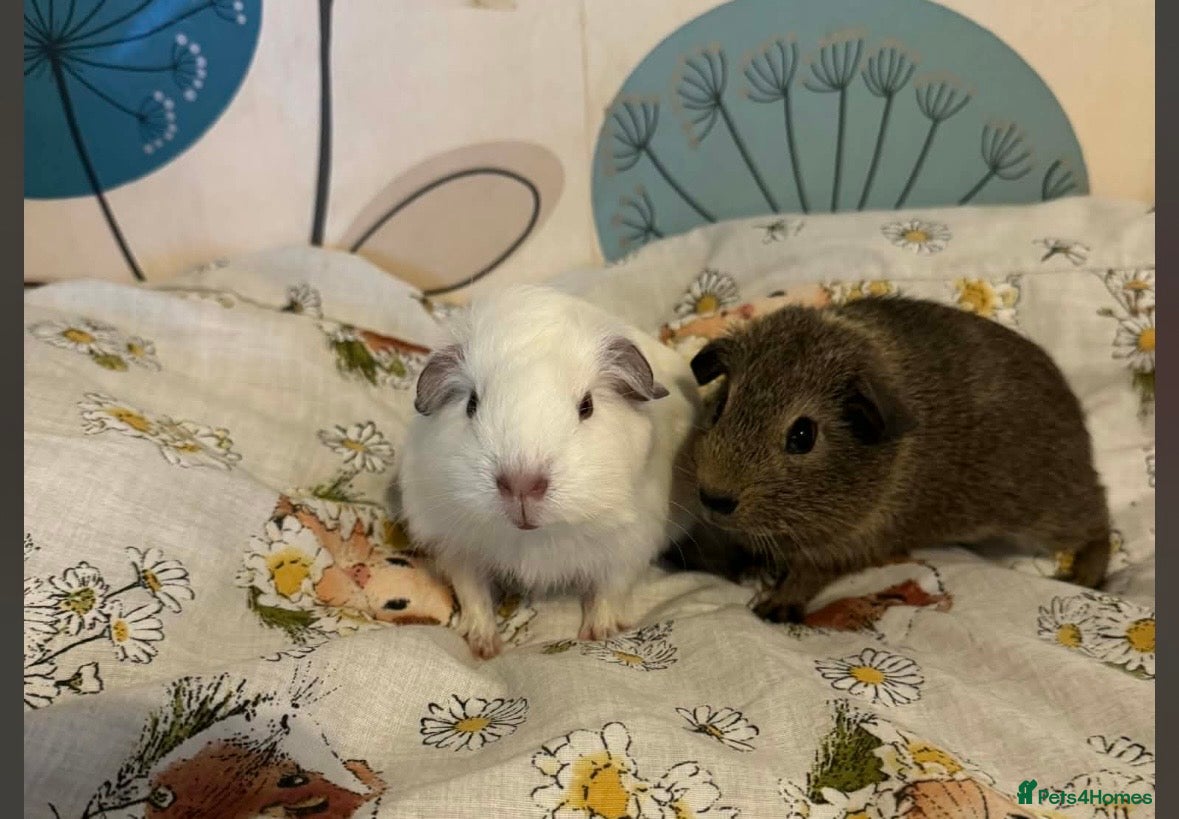 Guinea Pig rodents Girls ready now  - Advert 1