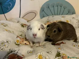 Guinea Pig rodents Girls ready now - Advert 1