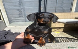 Miniature Dachshund dogs for sale: Beautiful Mini Dachshund girl  - Image 3