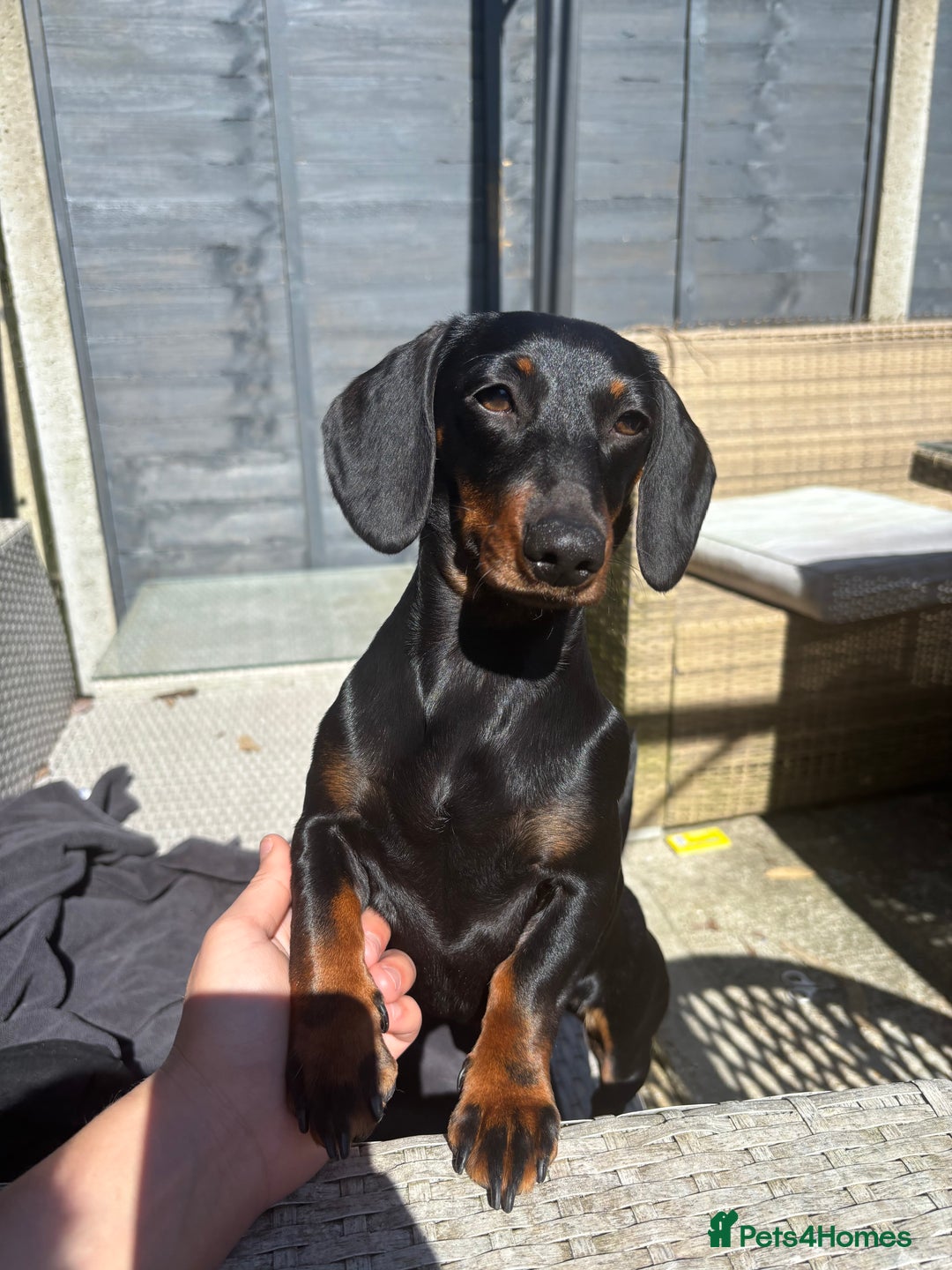 Miniature Dachshund dogs for sale: Beautiful Mini Dachshund girl  - Image 3