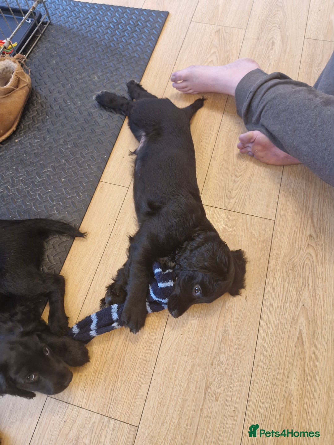 Sprocker dogs for sale: Beautiful sprocker pups - Advert 9