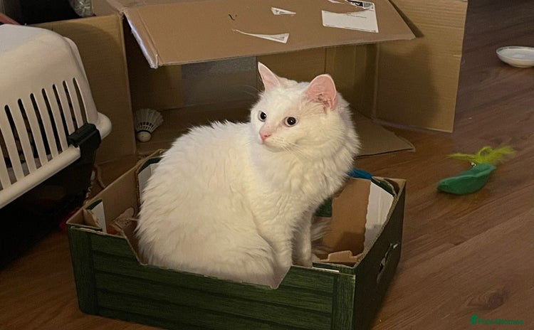 Turkish Angora cats - Advert 1