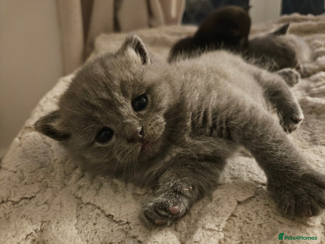 British Shorthair cats for sale: Beautiful rag doll x British short hair - Image 3