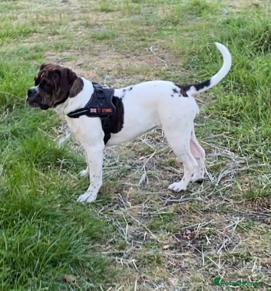 Alapaha Blue Blood Bulldog dogs Female pup. Ready now - Advert 1