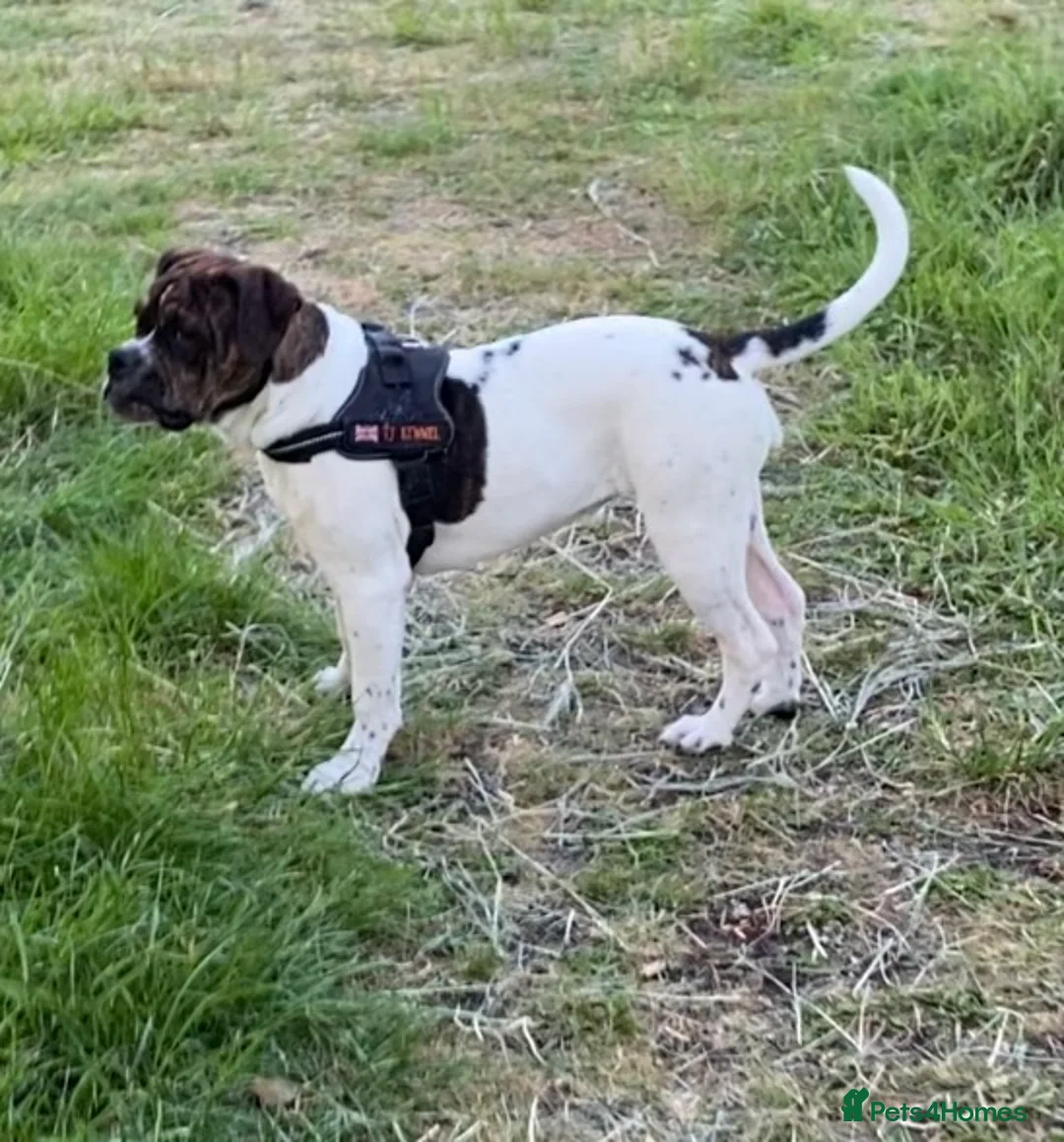Alapaha Blue Blood Bulldog dogs for sale: Female pup. Ready now in Cambridge - Advert 1