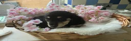 Dachshund dogs for sale: Miniture long haired dushounds puppy’s - Advert 2