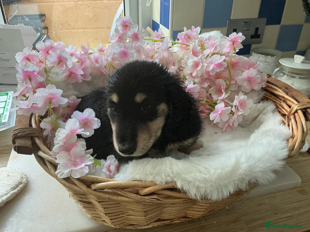 Dachshund dogs for sale: Miniture long haired dushounds puppy’s - Advert 2