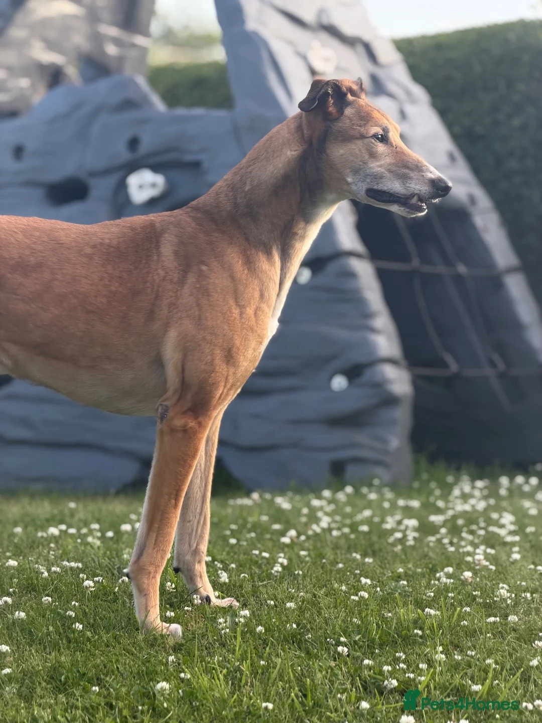 Lurcher dogs for sale: Male Lurcher for good home! in Chester-le-Street - Advert 2
