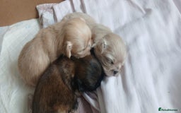 Shih Tzu dogs for sale: 2 Stunning Genuine Imperial ShihTzu's  - Image 3