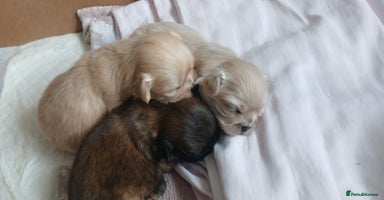 Shih Tzu dogs - Advert 2