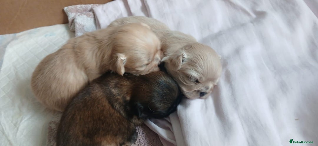 Shih Tzu dogs for sale: 2 Stunning Genuine Imperial ShihTzu's  - Image 3