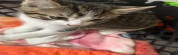 British Shorthair cats for sale: 4 adorable kittens looking for loving homes - Advert 2