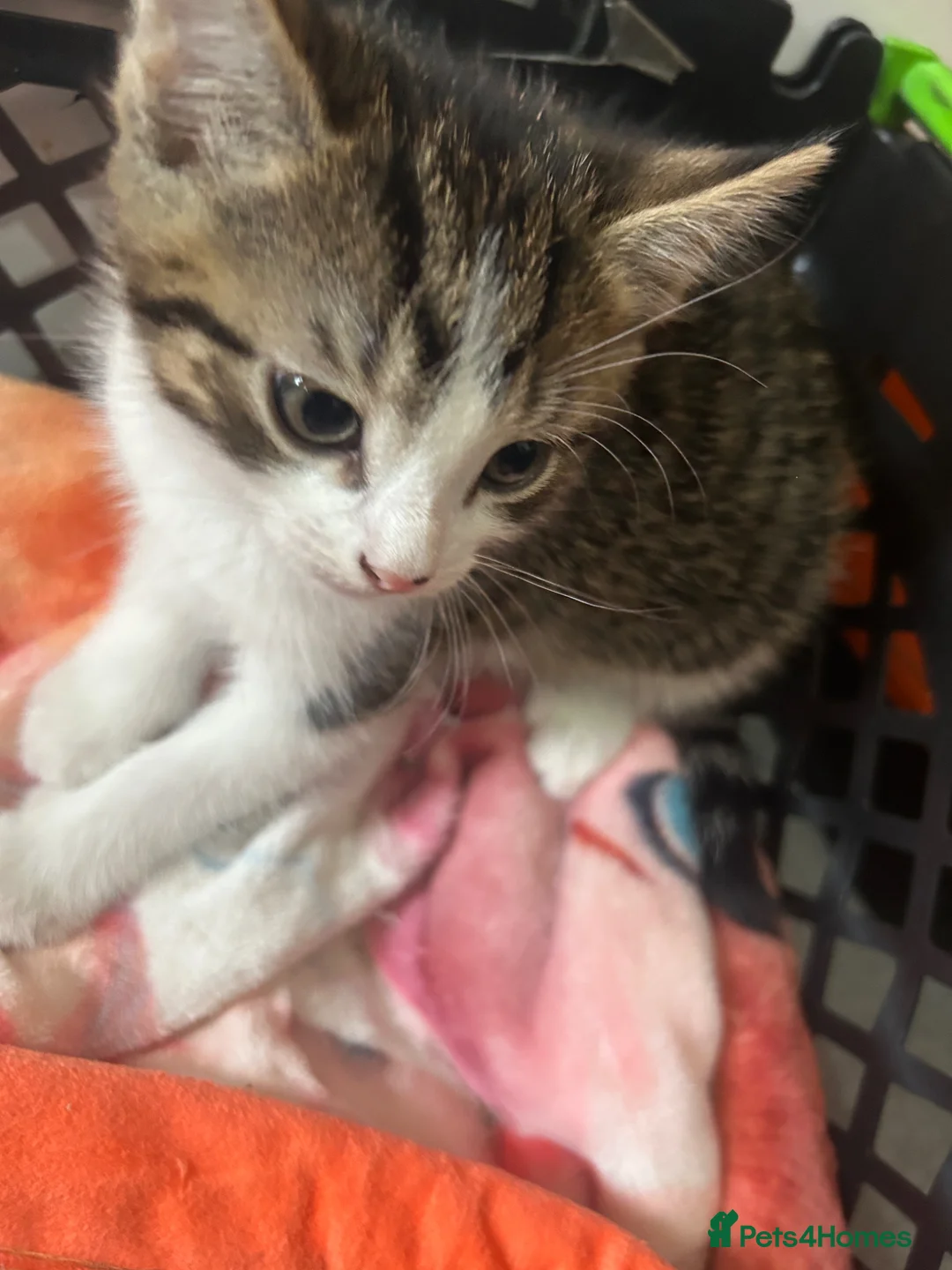 British Shorthair cats for sale: 4 adorable kittens looking for loving homes - Advert 2