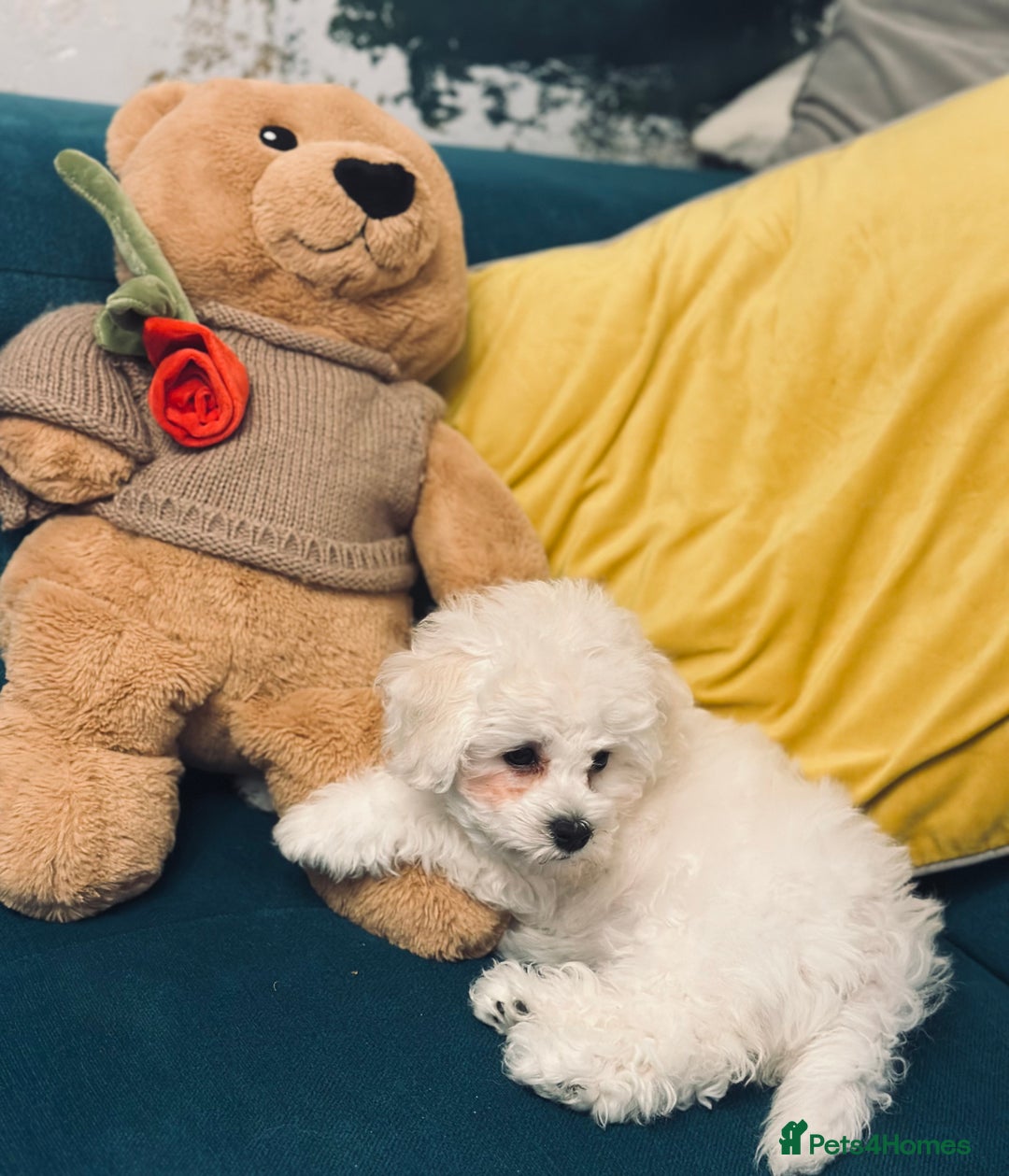 Bichon Frise dogs for sale: ✨ Bichon Frisé Puppies from Champion Bloodlines ✨ - Advert 13