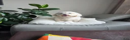 Coton De Tulear dogs for sale: Gorgeous Coton de Tulear puppies KC registered - Advert 24