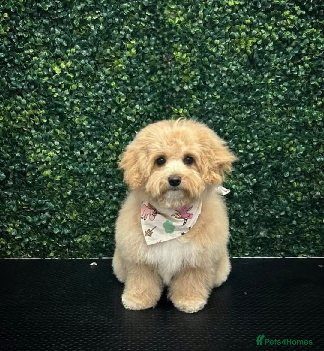 Cavapoo dogs for sale: ❤️ F1 Poochons due November ❤️  - Image 7