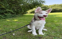 Mixed Breed dogs for sale: Rehoming beautiful husky puppy  - Image 6