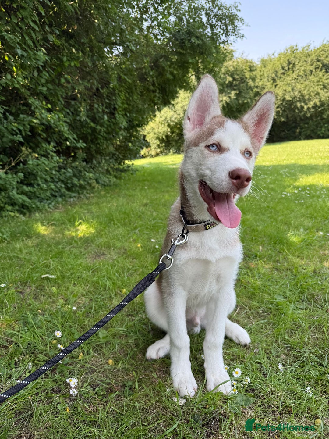 Mixed Breed dogs for sale: Rehoming beautiful husky puppy  - Image 6