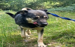 Mixed Breed dogs for adoption: Joey - Norwich Norfolk  - Image 13