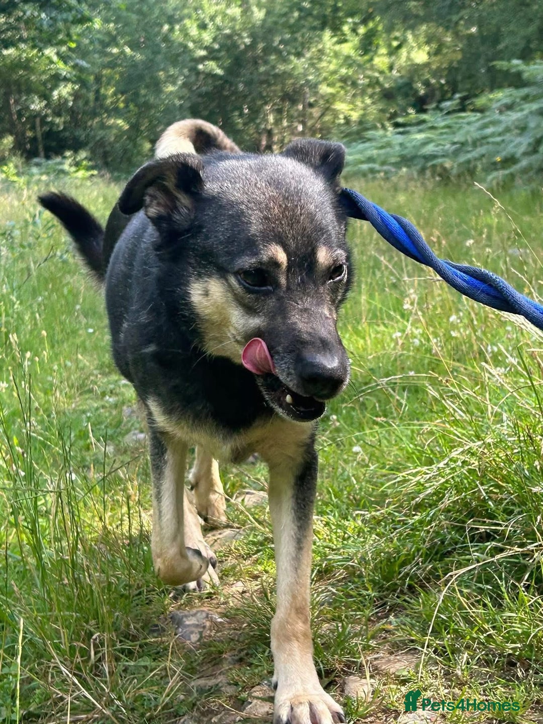 Mixed Breed dogs for adoption: Joey - Norwich Norfolk  - Image 13