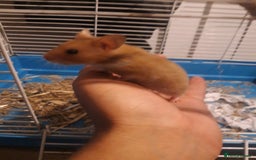 Hamster rodents for sale: Baby syrian hamsters from £10 - Available Now  in Manchester - Image 6