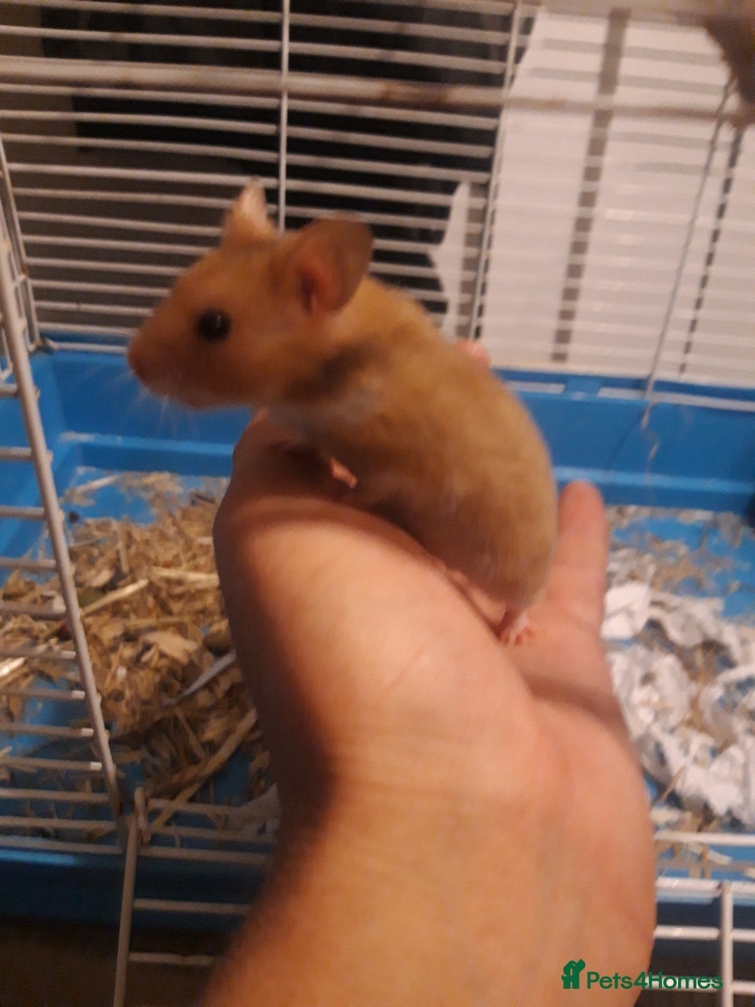 Hamster rodents for sale: Baby syrian hamsters from £10 - Available Now  in Manchester - Image 6