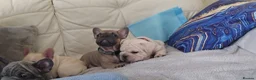 French Bulldog dogs for sale: Beautiful French bulldog puppies  in Liverpool - Advert 12