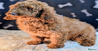 Miniature Poodle dogs - Advert 9