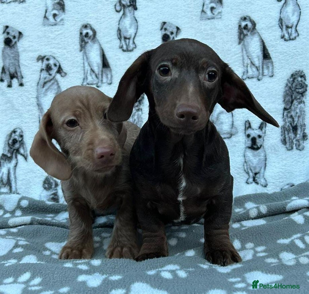 Dachshund dogs for sale: FULLY VAX kc REG PRA CLR miniature dachshunds  - Advert 4