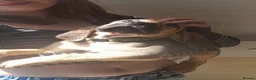 Bloodhound dogs for sale: Bloodhound Puppies - Advert 15