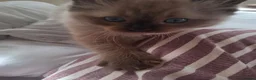 Ragdoll cats for sale: 1 mink ragdoll left.  Little boy - Advert 5