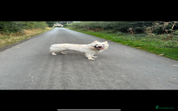 German Shepherd dogs for sale: Male German Shepherd looking for a new home - Image 3