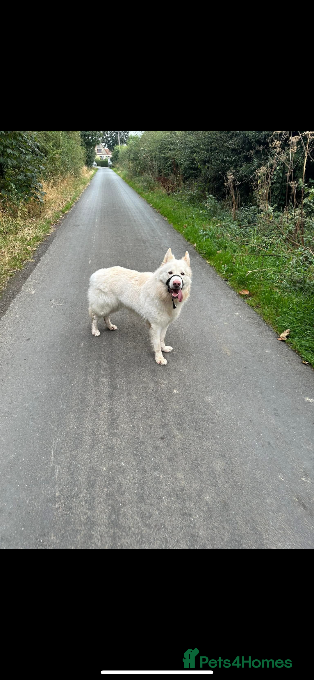 German Shepherd dogs for sale: Male German Shepherd looking for a new home - Image 3