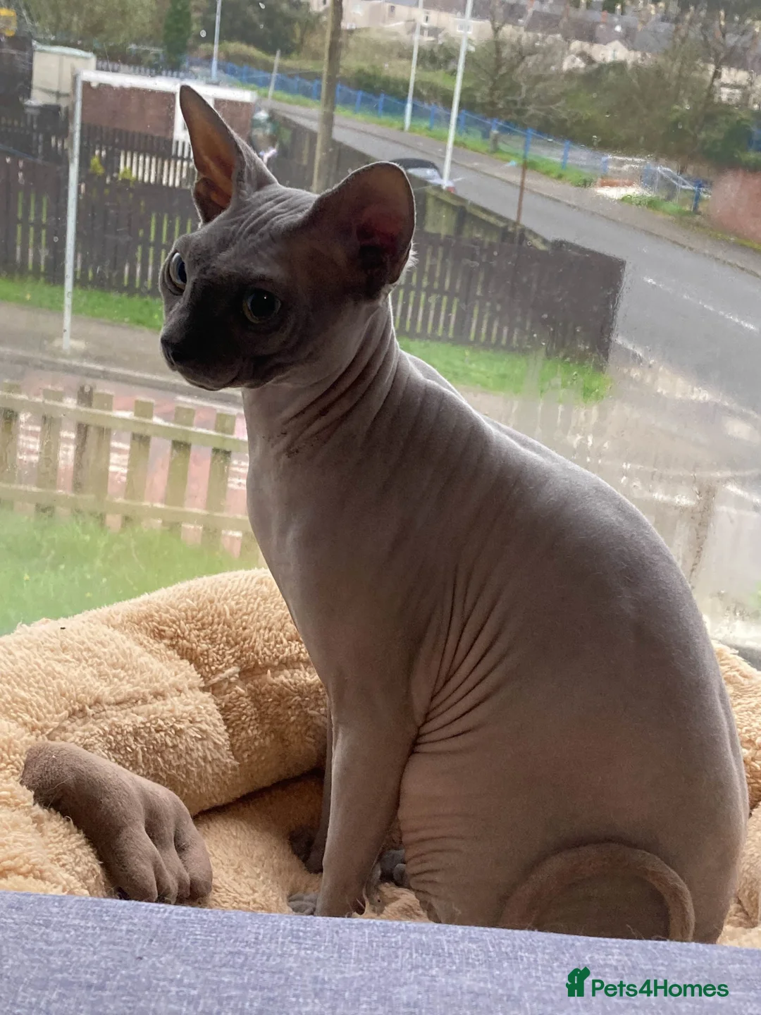 Sphynx cats for sale: 1 Year Old Sphynx - Advert 2