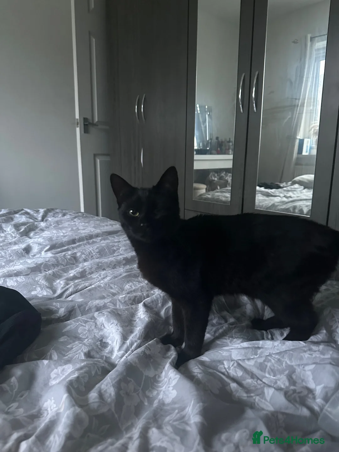 Mixed Breed cats for sale:  Beautiful 10-Month-Old Black Cat  - Advert 2