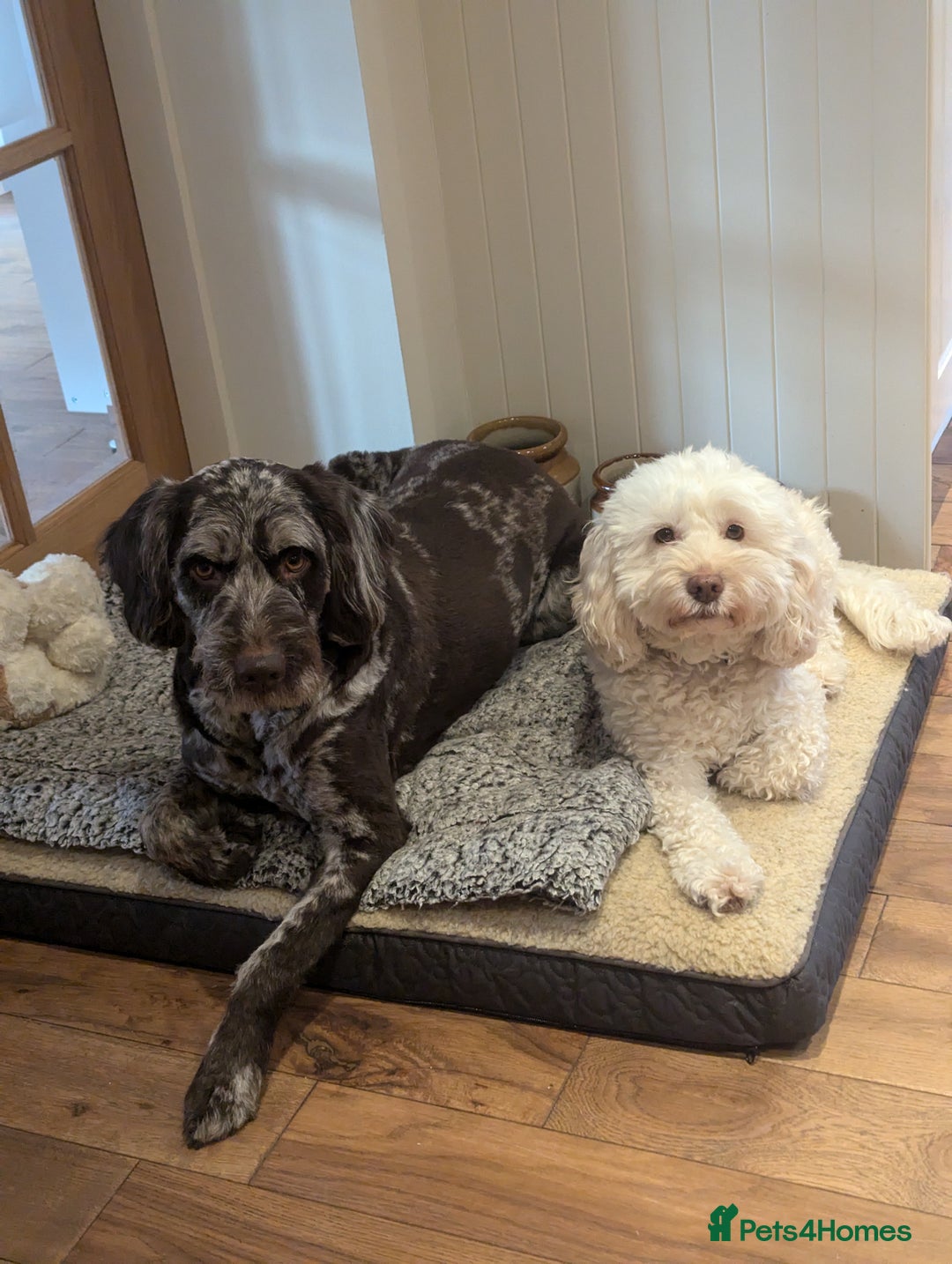 Labradoodle dogs for sale: Meet Elton – Our Beautiful Labradoodle  - Image 5