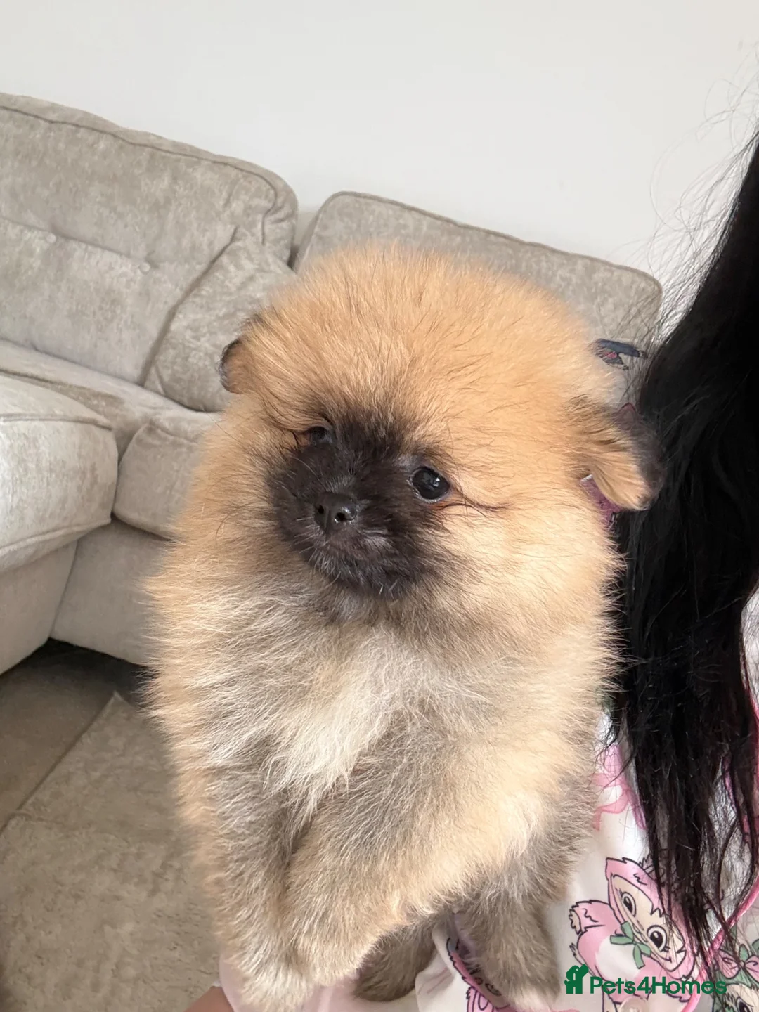 Pomeranian dogs for sale: Fluffy teddy bear Pomeranians 🏡❤️  READY TO GO !! - Advert 2