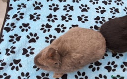 Netherland Dwarf rabbits for sale: 2 male bucks ready for forever homes - Image 5
