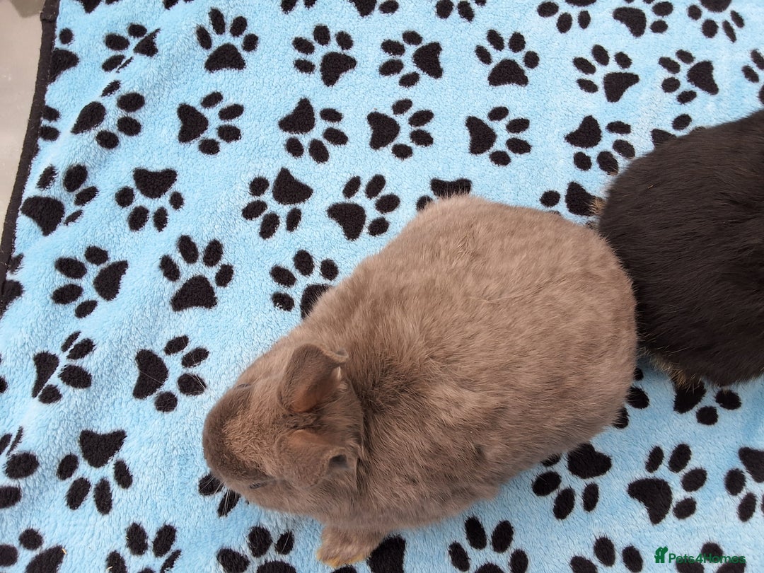 Netherland Dwarf rabbits for sale: 2 male bucks ready for forever homes - Image 5