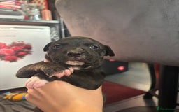 Staffordshire Bull Terrier dogs for sale: beautiful staff mastiff puppies.  - Advert 2