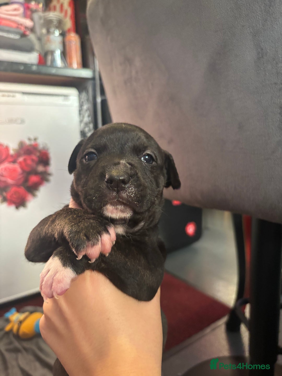 Staffordshire Bull Terrier dogs for sale: beautiful staff mastiff puppies.  - Advert 2