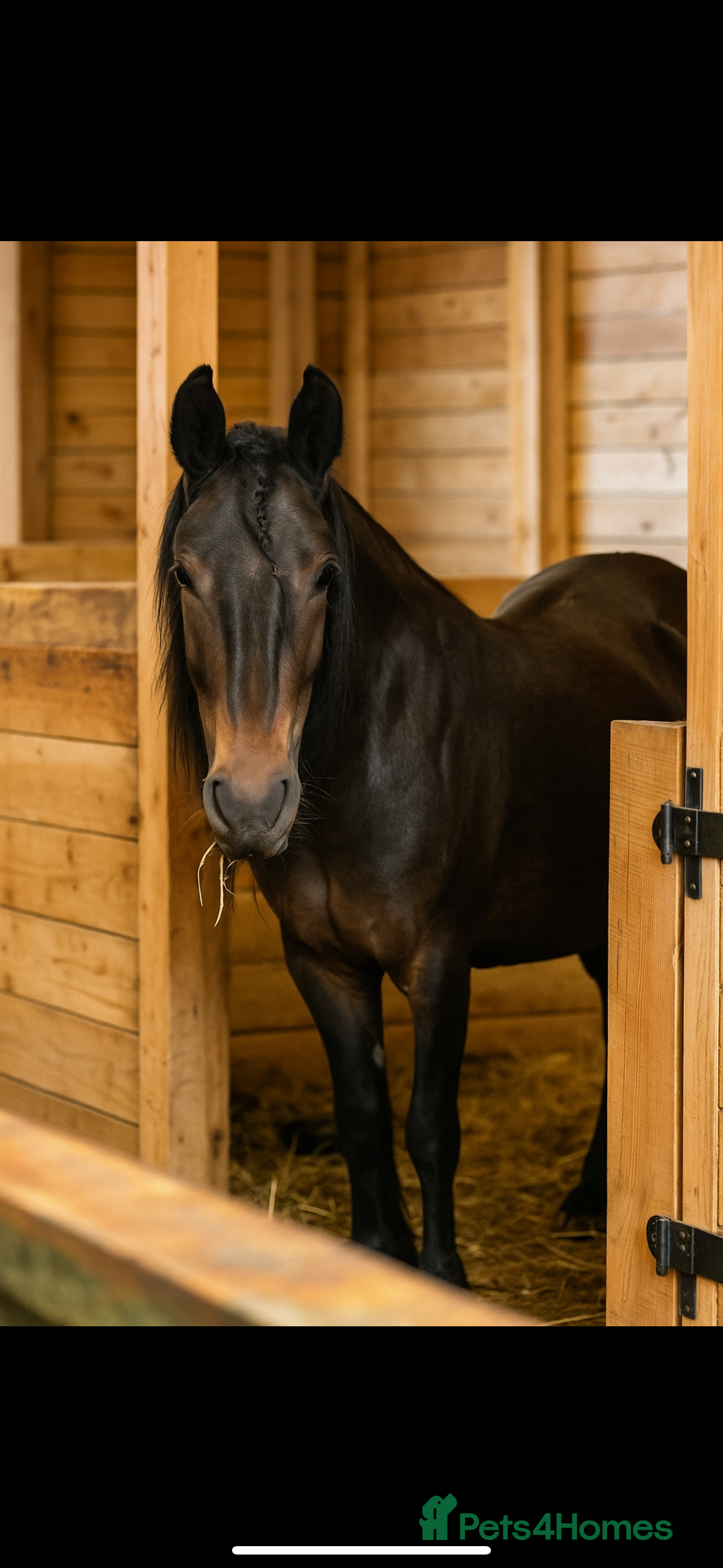 Irish Thoroughbred horses Dartmoor Pony - Advert 3