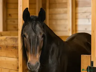 Irish Thoroughbred horses Dartmoor Pony - Advert 3