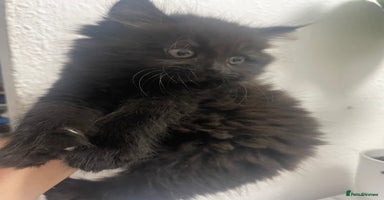 Mixed Breed cats - Advert 3