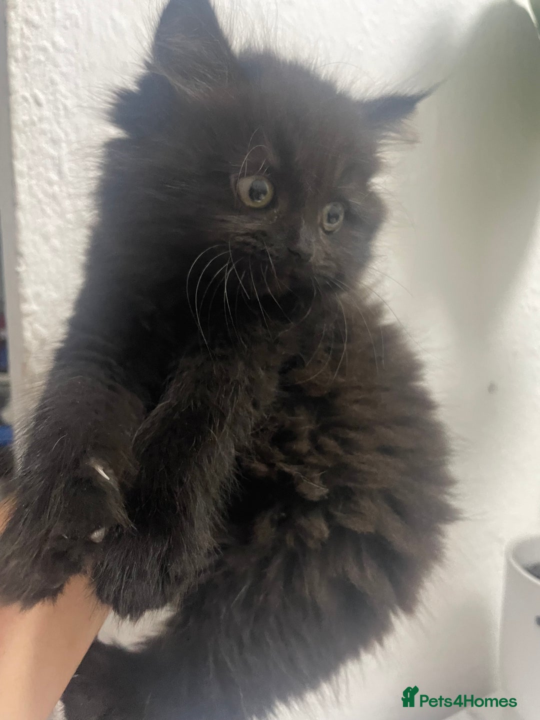 Mixed Breed cats for sale: Cute kittens for sale  - Image 3